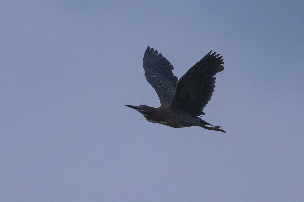 Green Heron - Stephen Davies