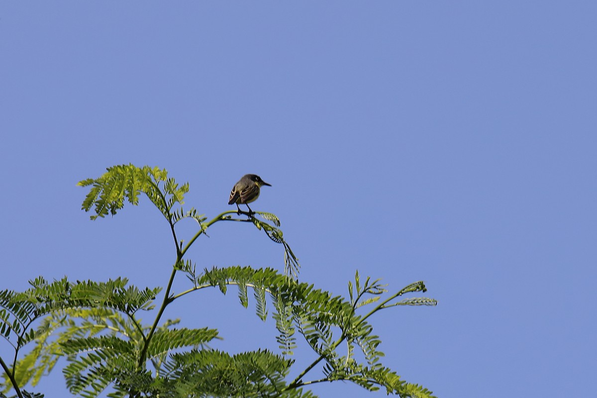 Common Tody-Flycatcher - ML619540581