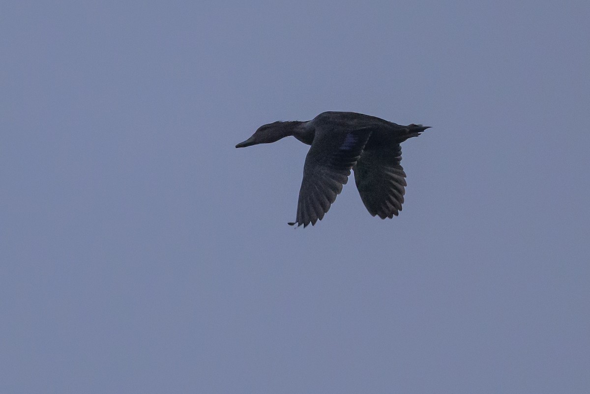 American Black Duck - Stephen Davies