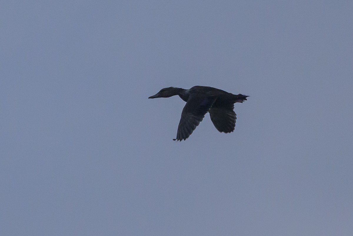 American Black Duck - Stephen Davies