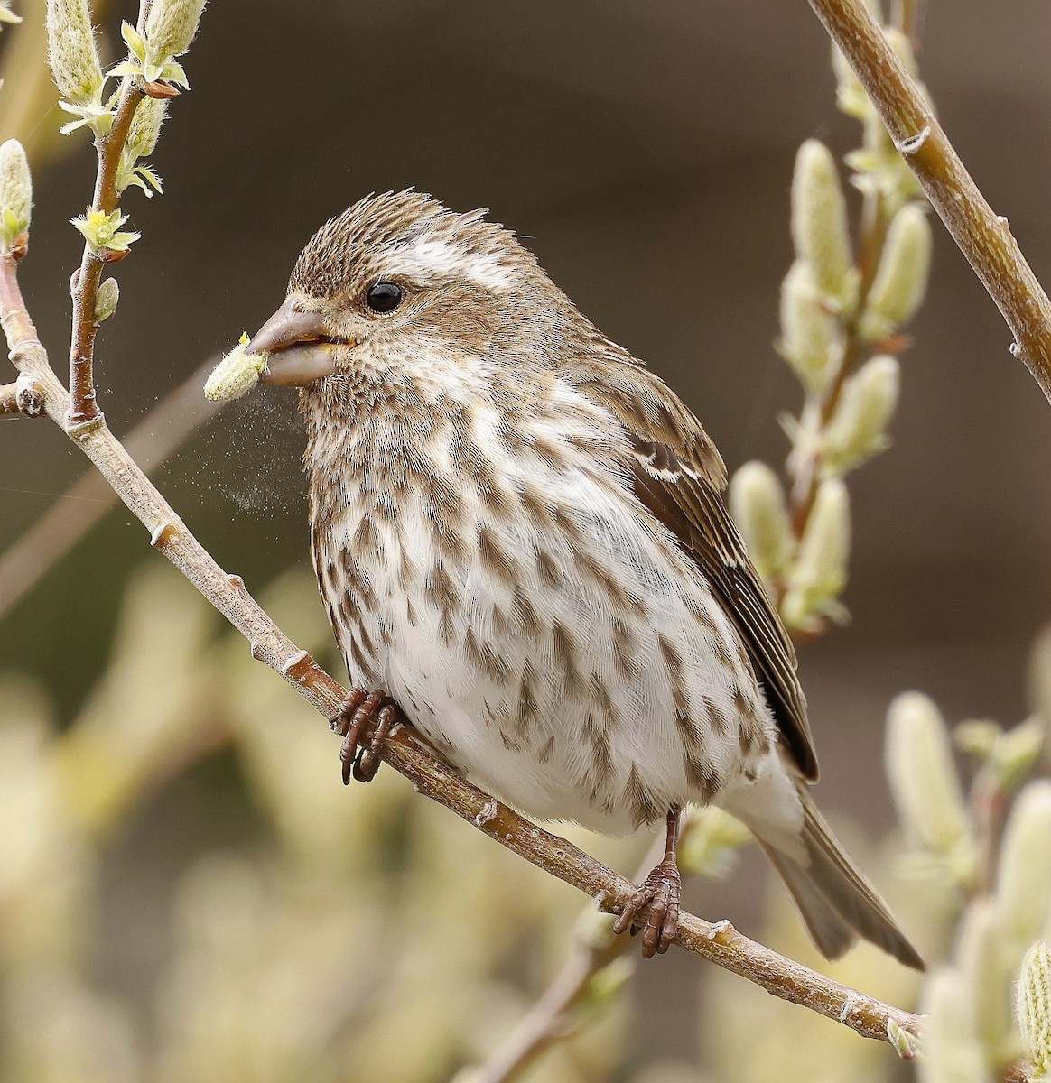 Purple Finch - Charles Fitzpatrick