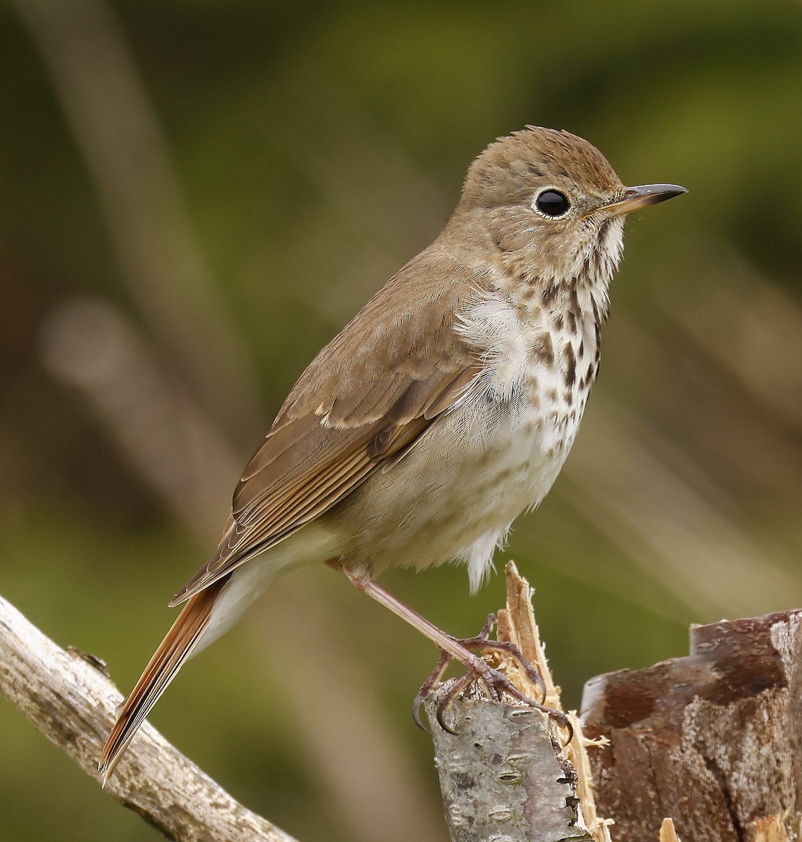 Hermit Thrush - Charles Fitzpatrick