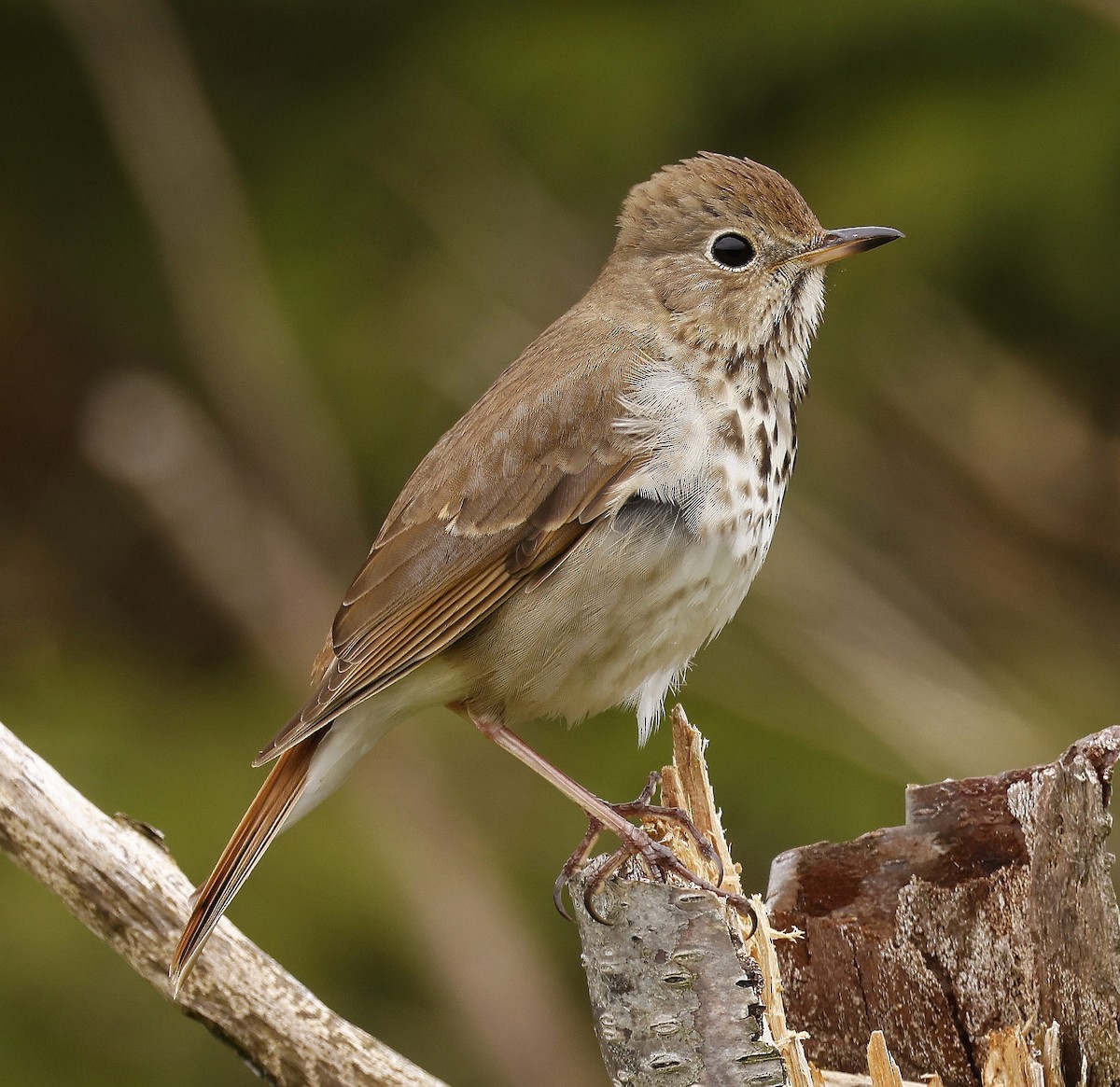 Hermit Thrush - Charles Fitzpatrick