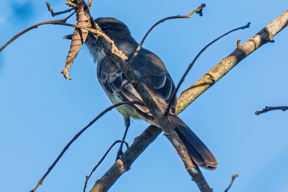 Short-crested Flycatcher - Kurt Gaskill