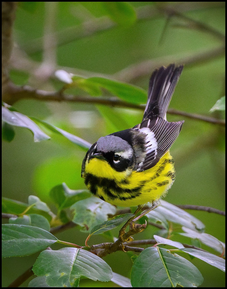 Magnolia Warbler - Jim Emery