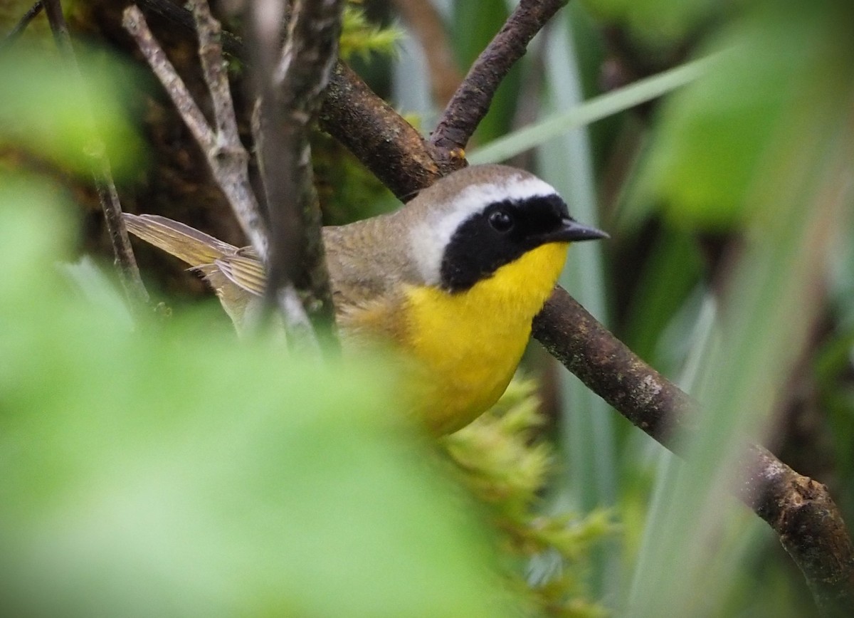 Common Yellowthroat - Dick Cartwright