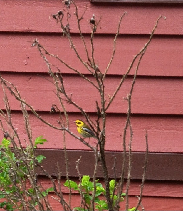 Townsend's Warbler - ML619540618