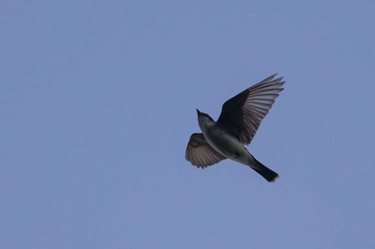 Eastern Kingbird - Stephen Davies