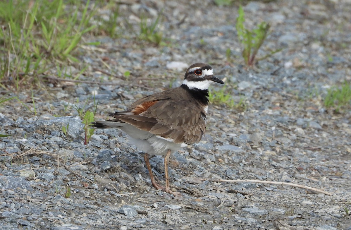 Killdeer - Christine Bolduc