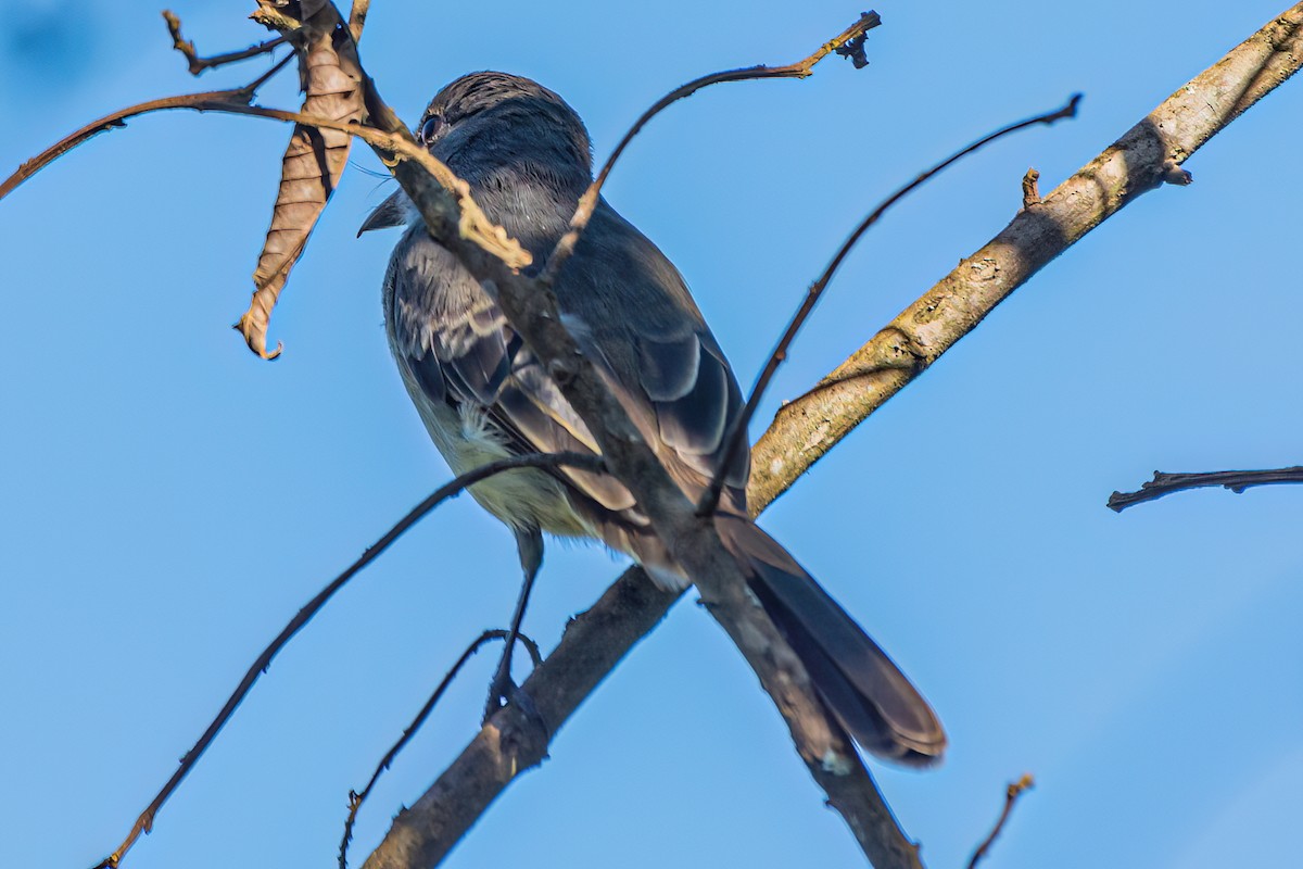 Short-crested Flycatcher - Kurt Gaskill