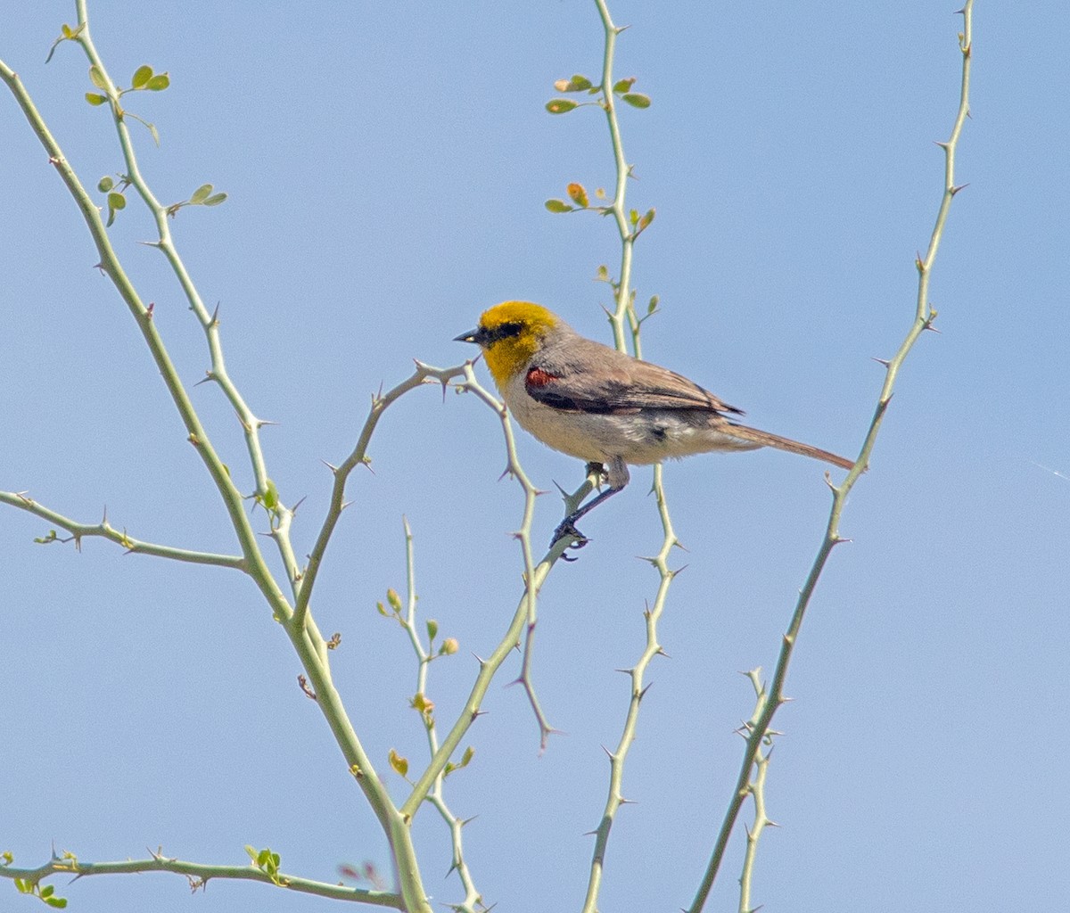 Verdin - Mark and Holly Salvato