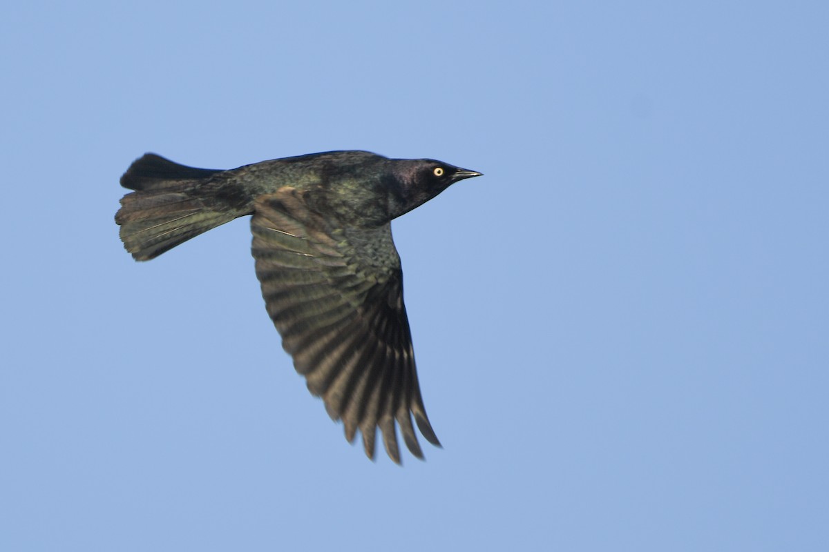 Brewer's Blackbird - Manny Salas