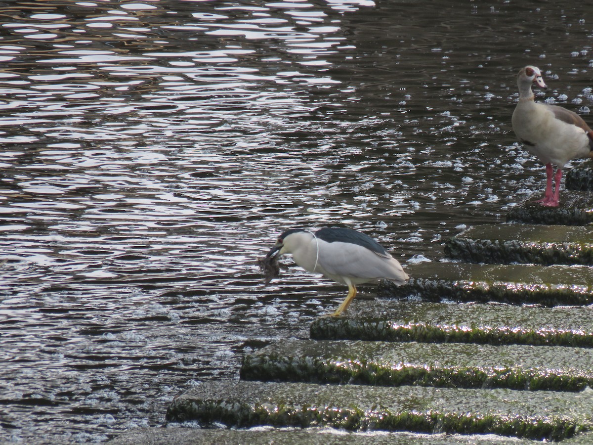 Black-crowned Night Heron - ML619540635