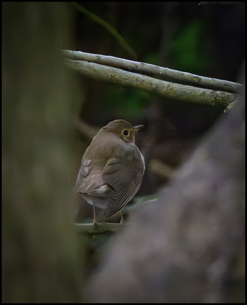 Swainson's Thrush - Jim Emery