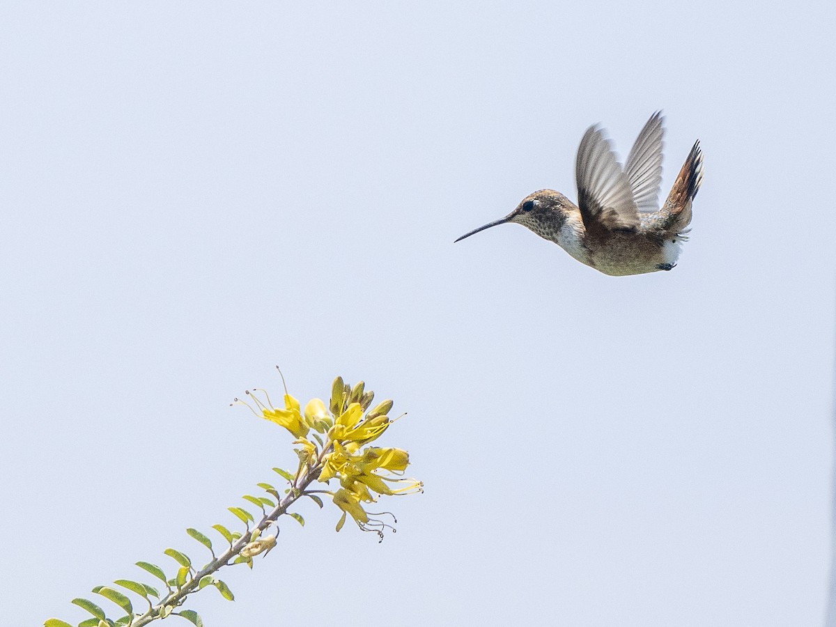 Allen's Hummingbird - Steven Hunter