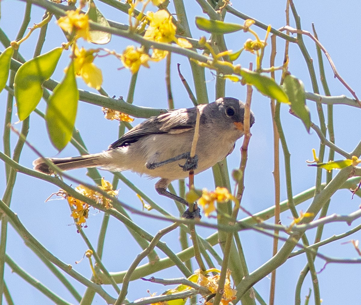 Pájaro Moscón Baloncito - ML619540641