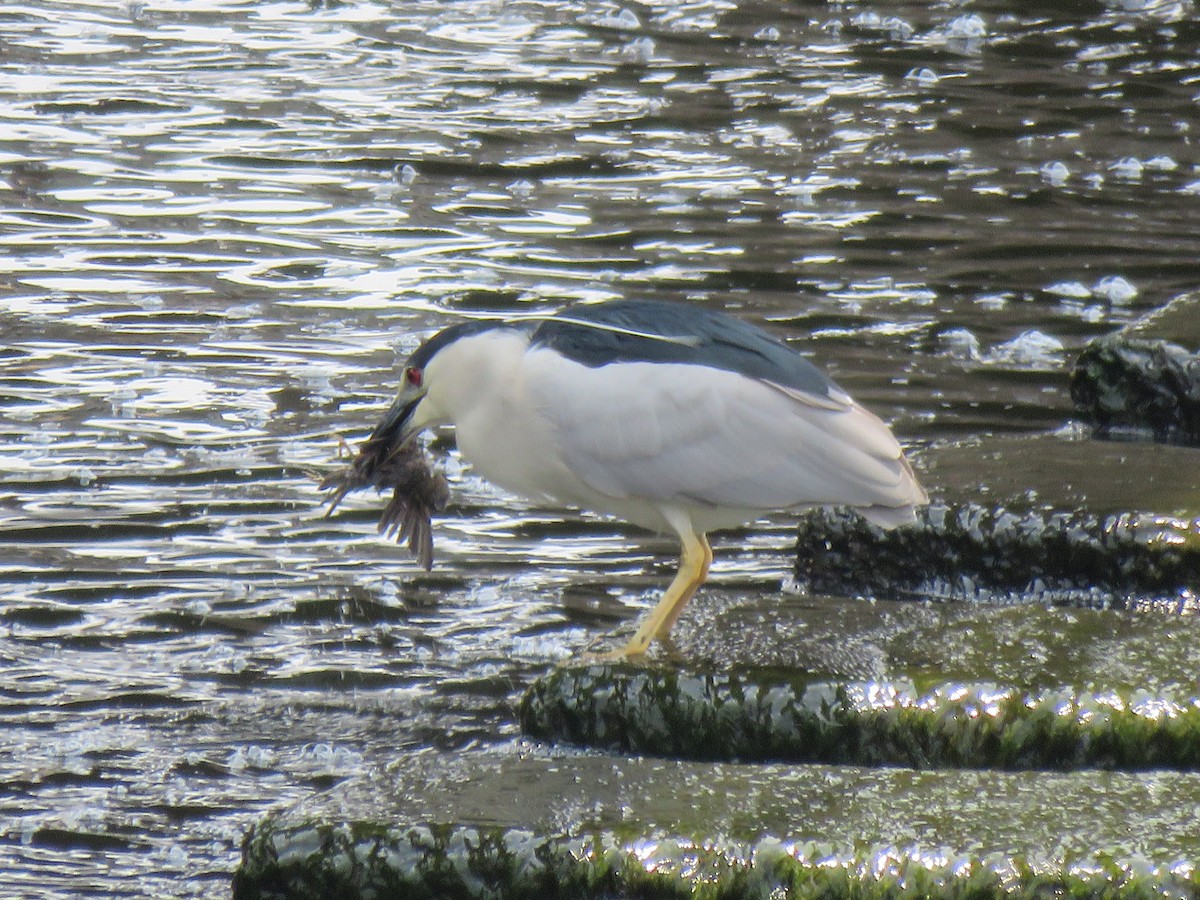 Black-crowned Night Heron - Mike Major