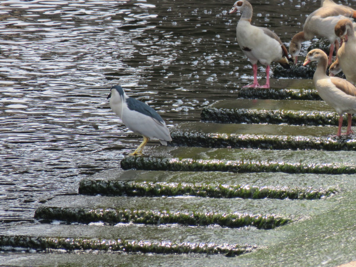 Black-crowned Night Heron - ML619540645