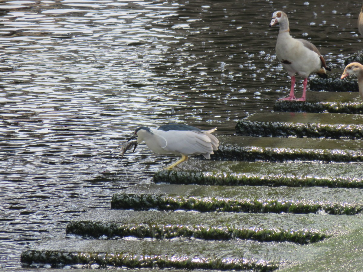 Black-crowned Night Heron - ML619540647