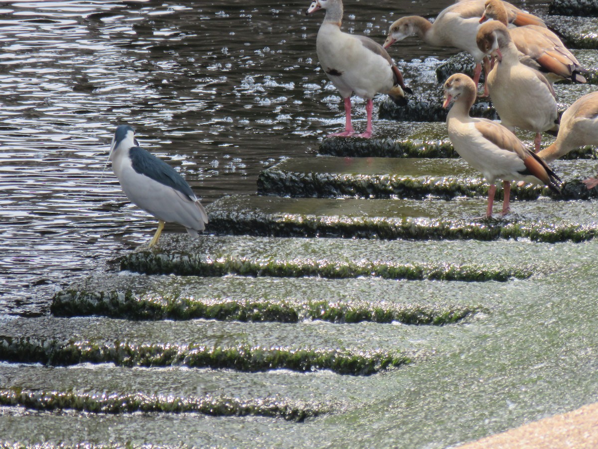 Black-crowned Night Heron - Mike Major