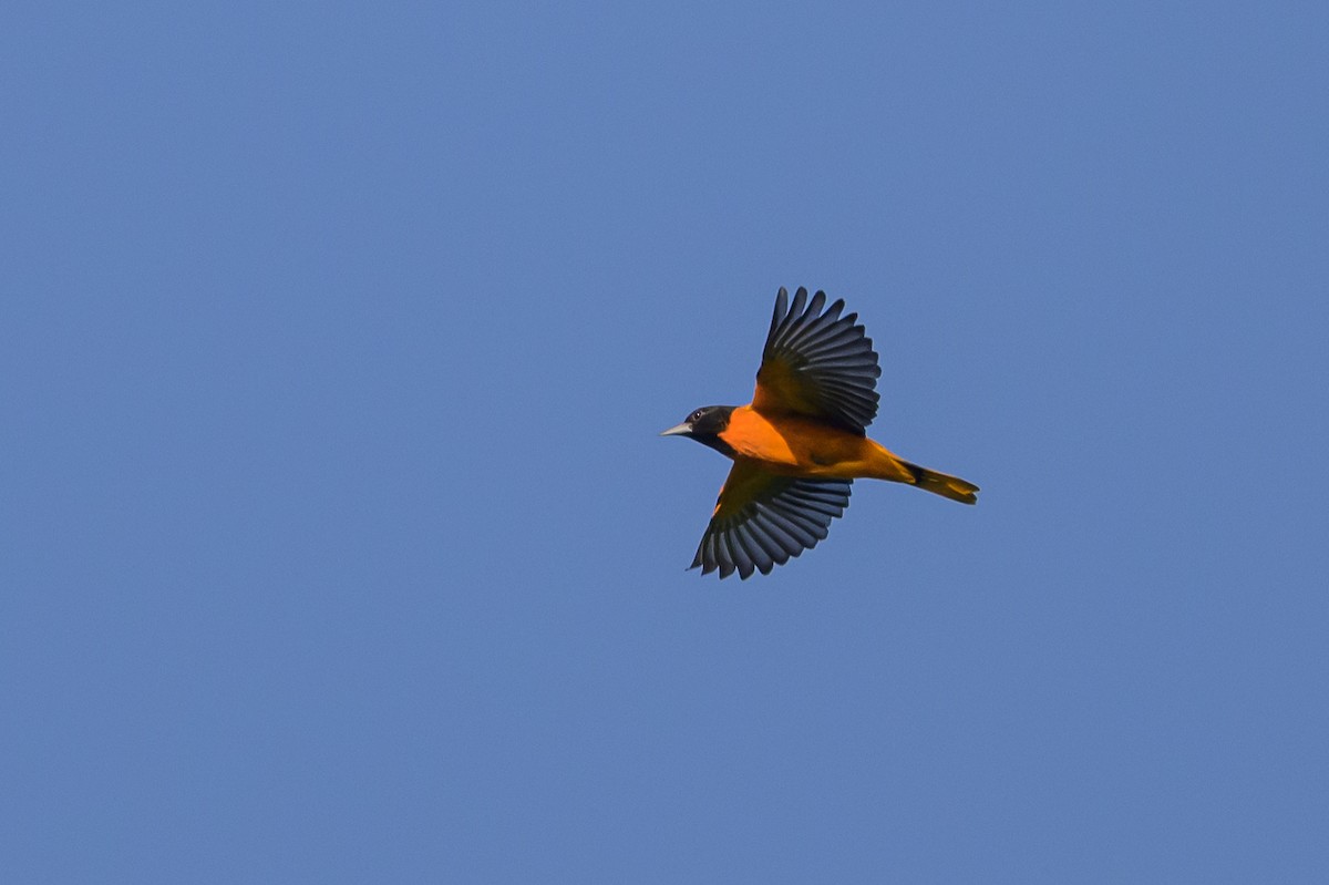 Baltimore Oriole - Stephen Davies