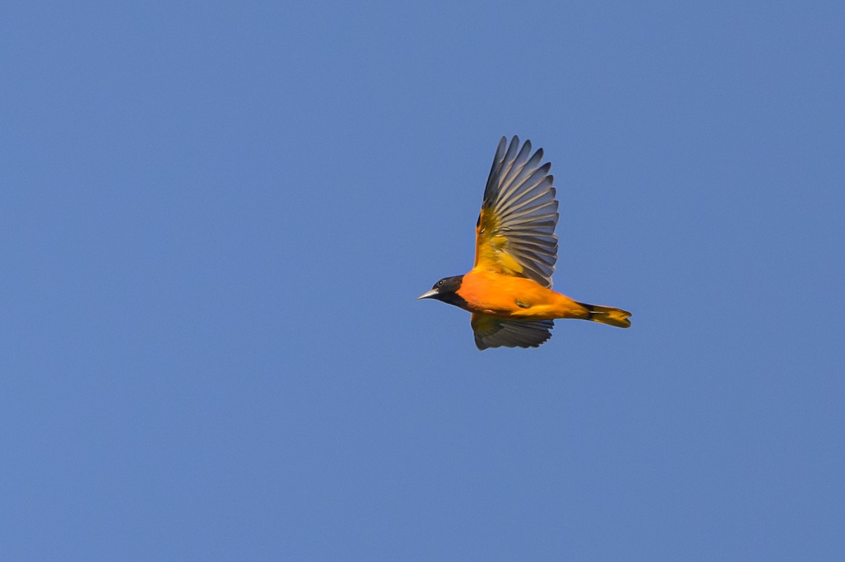 Baltimore Oriole - Stephen Davies