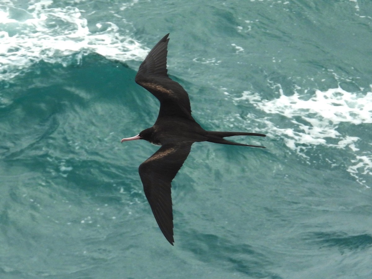 Great Frigatebird - Nick Komar