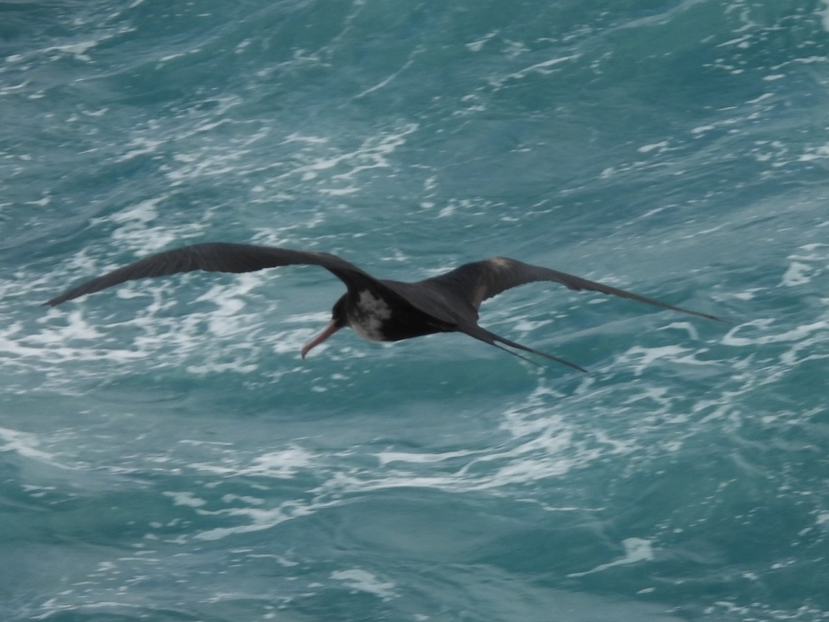 Great Frigatebird - ML619540655