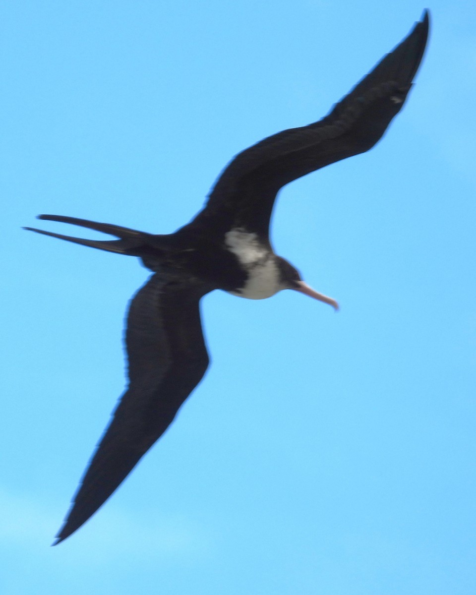 Great Frigatebird - ML619540657