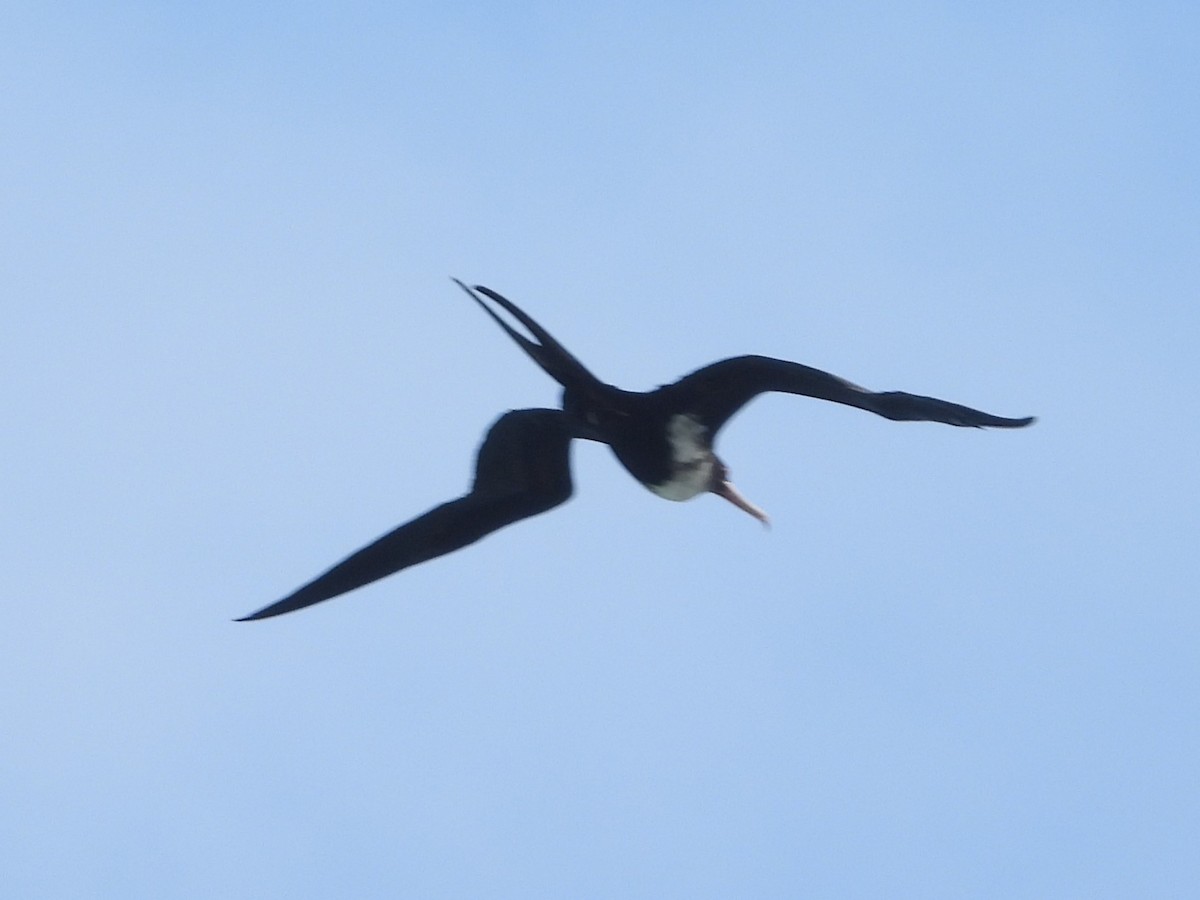 Great Frigatebird - Nick Komar