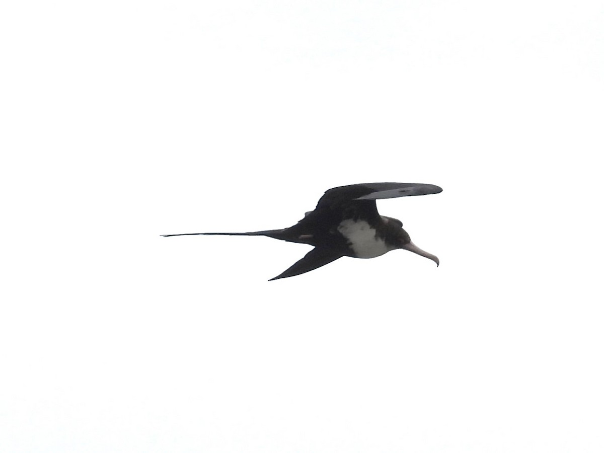 Great Frigatebird - ML619540661