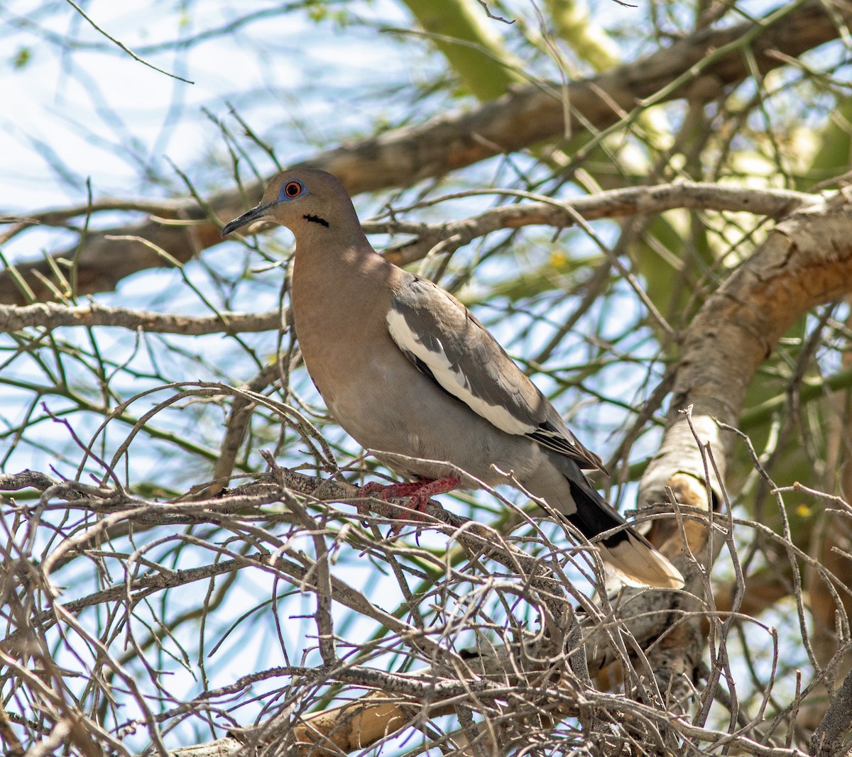 White-winged Dove - Mark and Holly Salvato