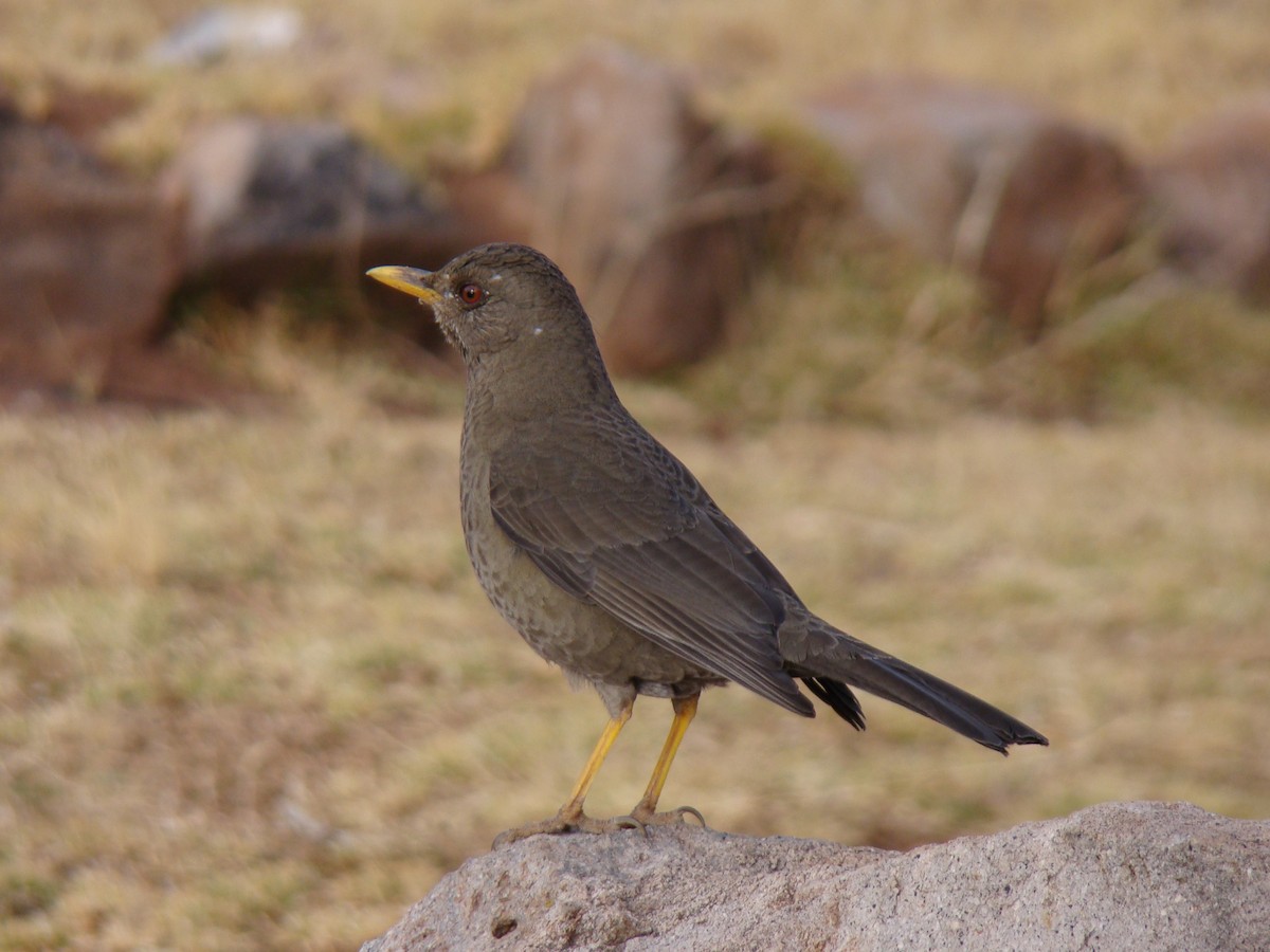 Chiguanco Thrush - ML619540664