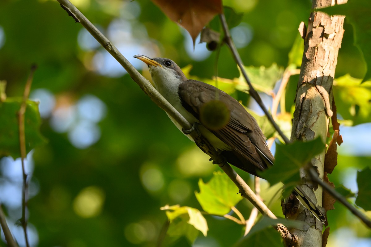 Yellow-billed Cuckoo - ML619540668