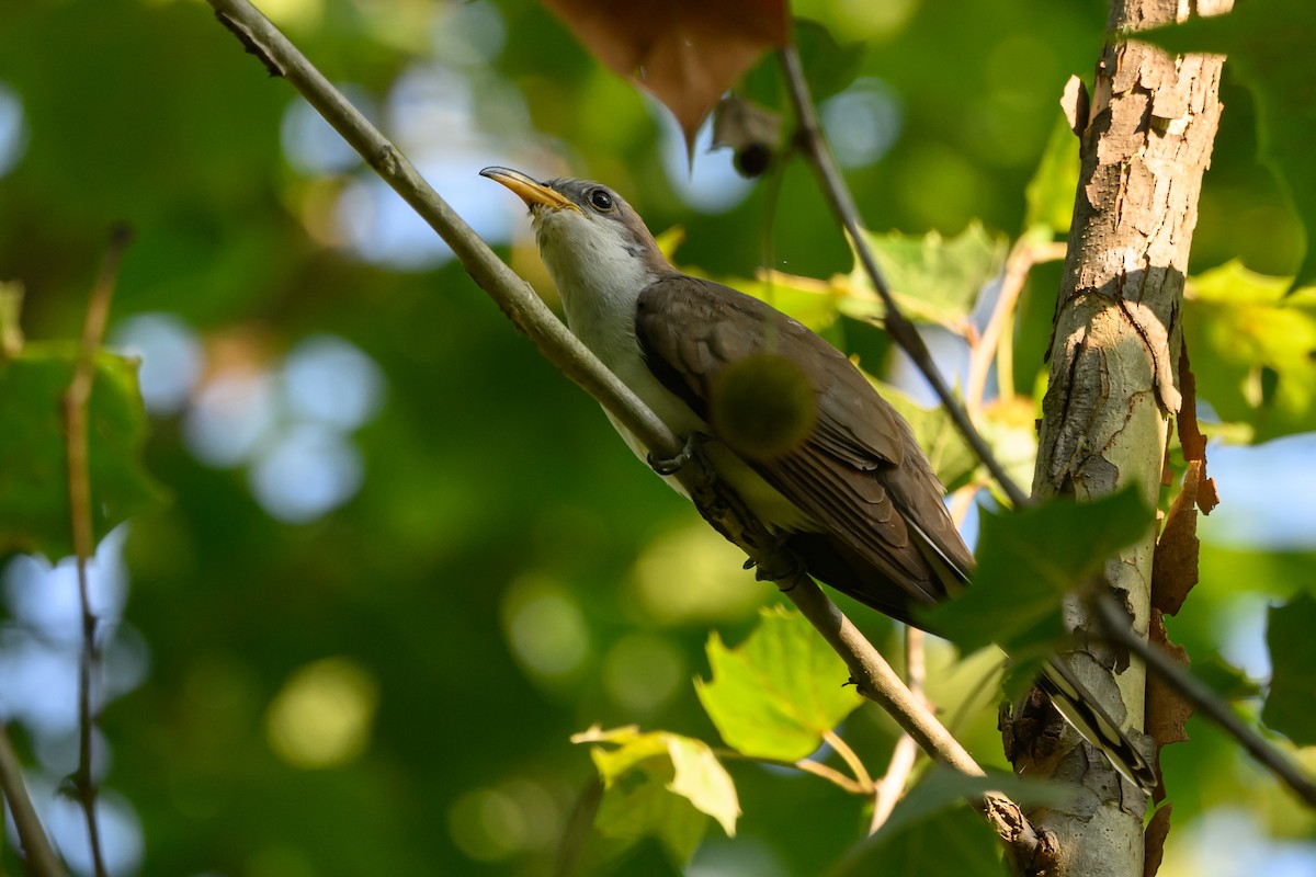 Yellow-billed Cuckoo - Stephen Davies