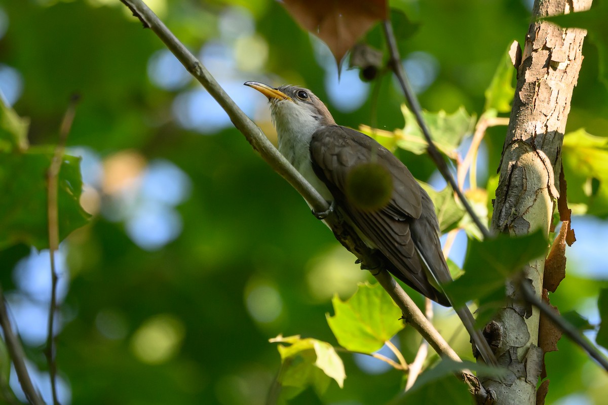 Yellow-billed Cuckoo - Stephen Davies