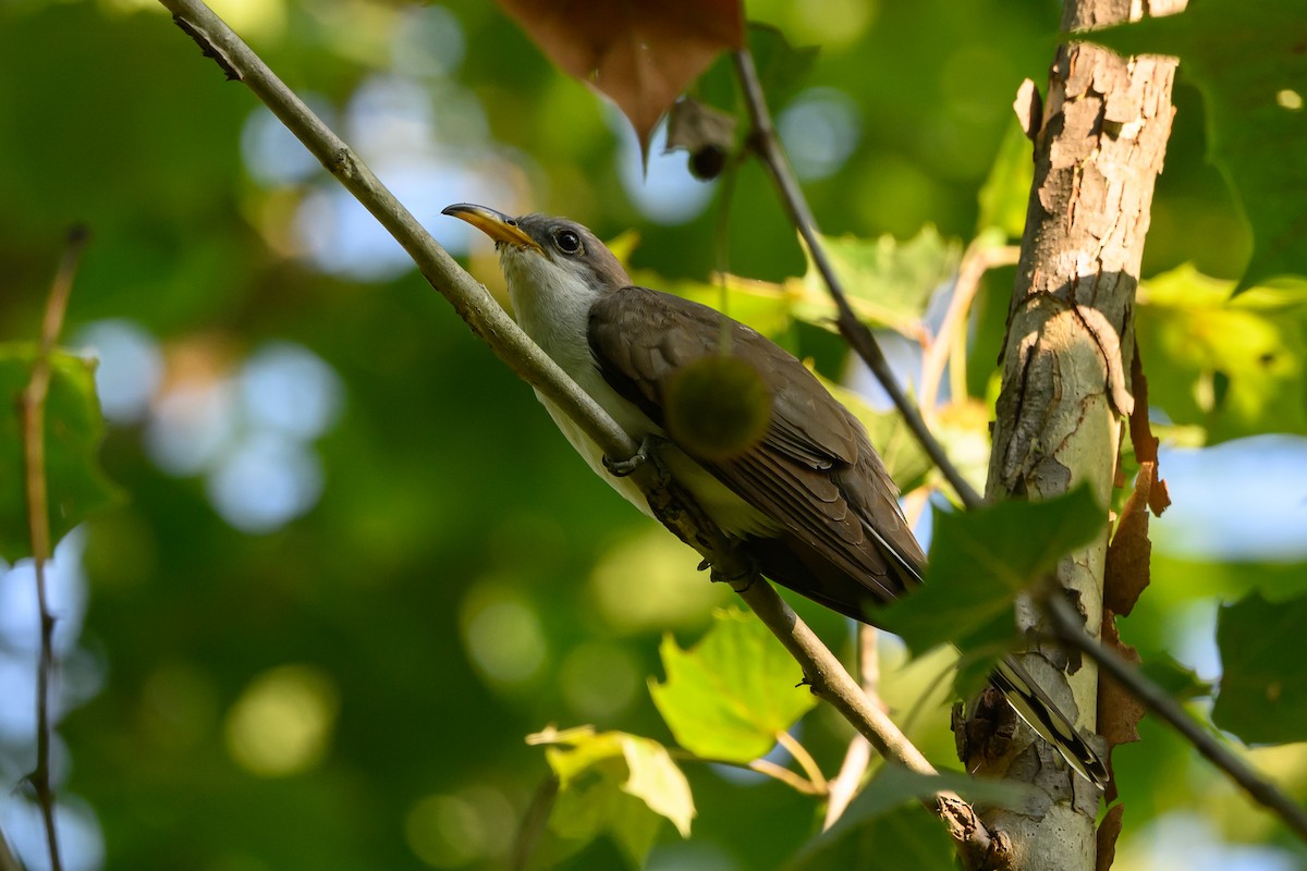 Yellow-billed Cuckoo - ML619540672