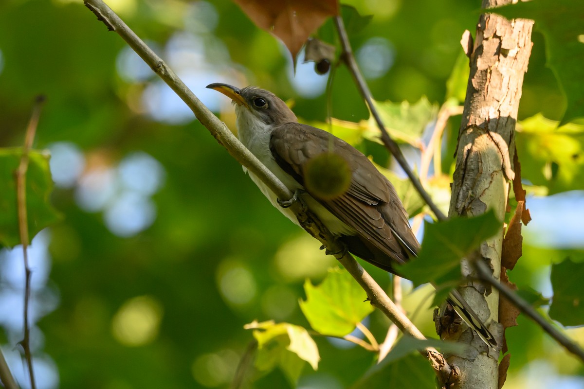 Yellow-billed Cuckoo - Stephen Davies