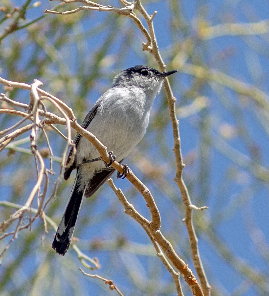 Black-tailed Gnatcatcher - Mark and Holly Salvato