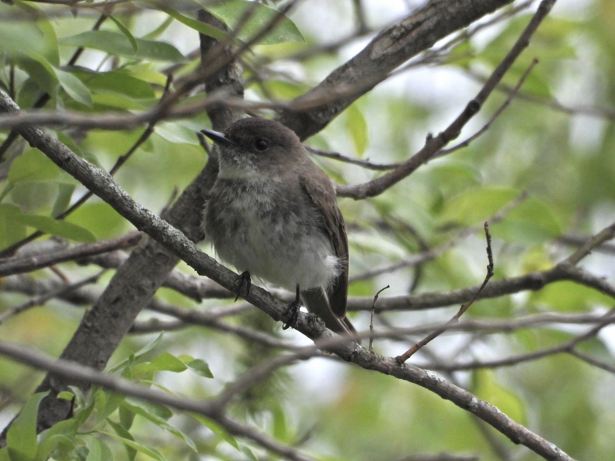 Eastern Phoebe - Christine Bolduc