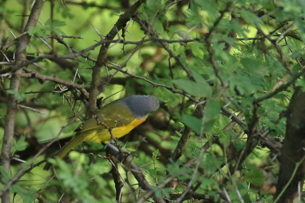 Sulphur-breasted Bushshrike - ML619540680