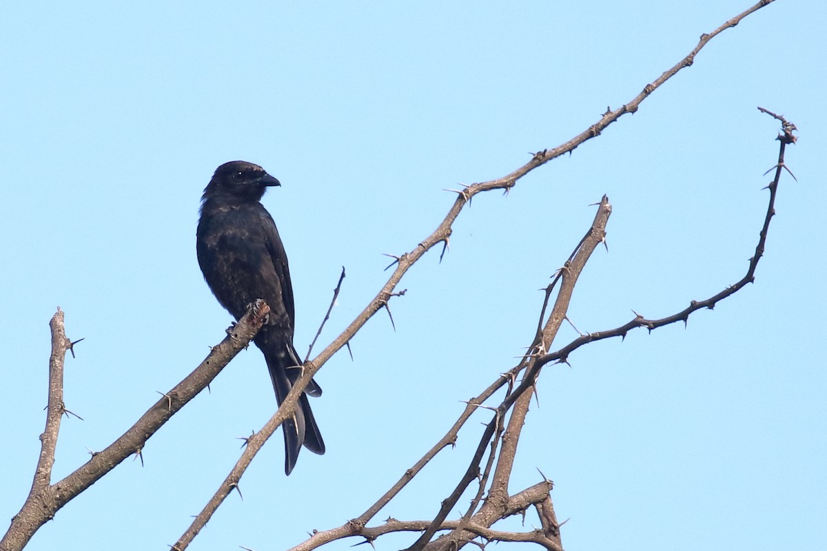 Fork-tailed Drongo - Zbigniew Swiacki