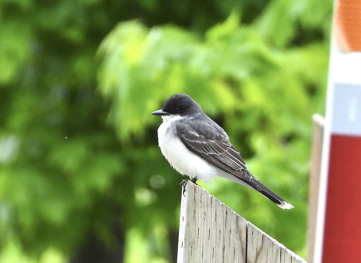 Eastern Kingbird - Christine Bolduc