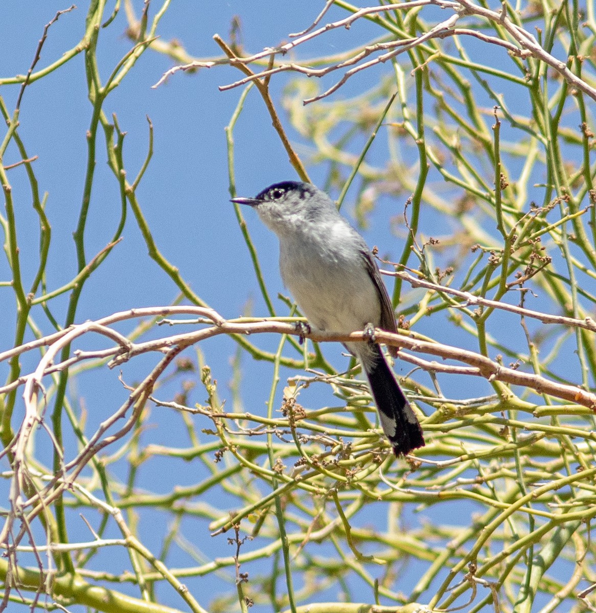 Black-tailed Gnatcatcher - Mark and Holly Salvato