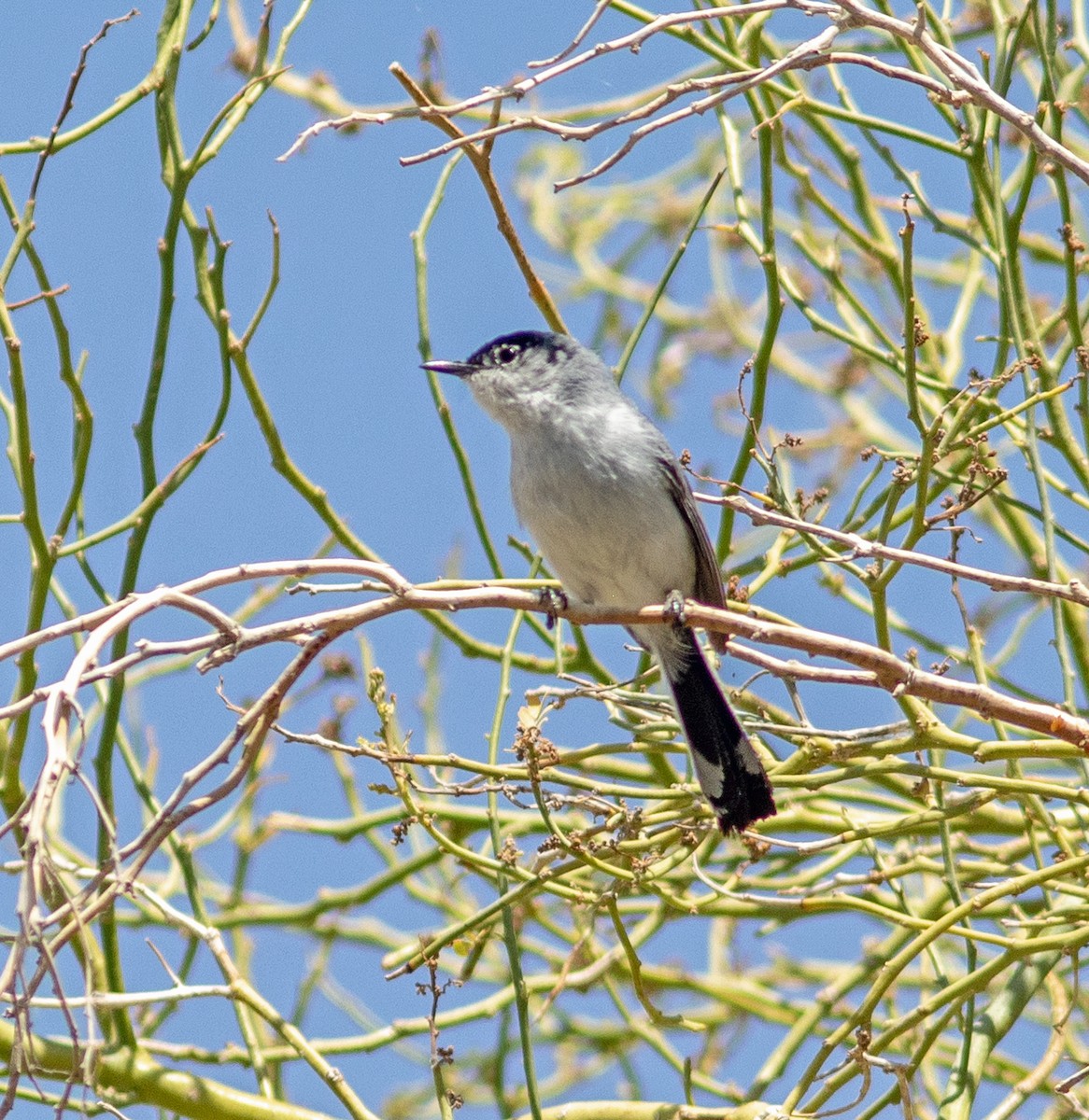 Black-tailed Gnatcatcher - ML619540700