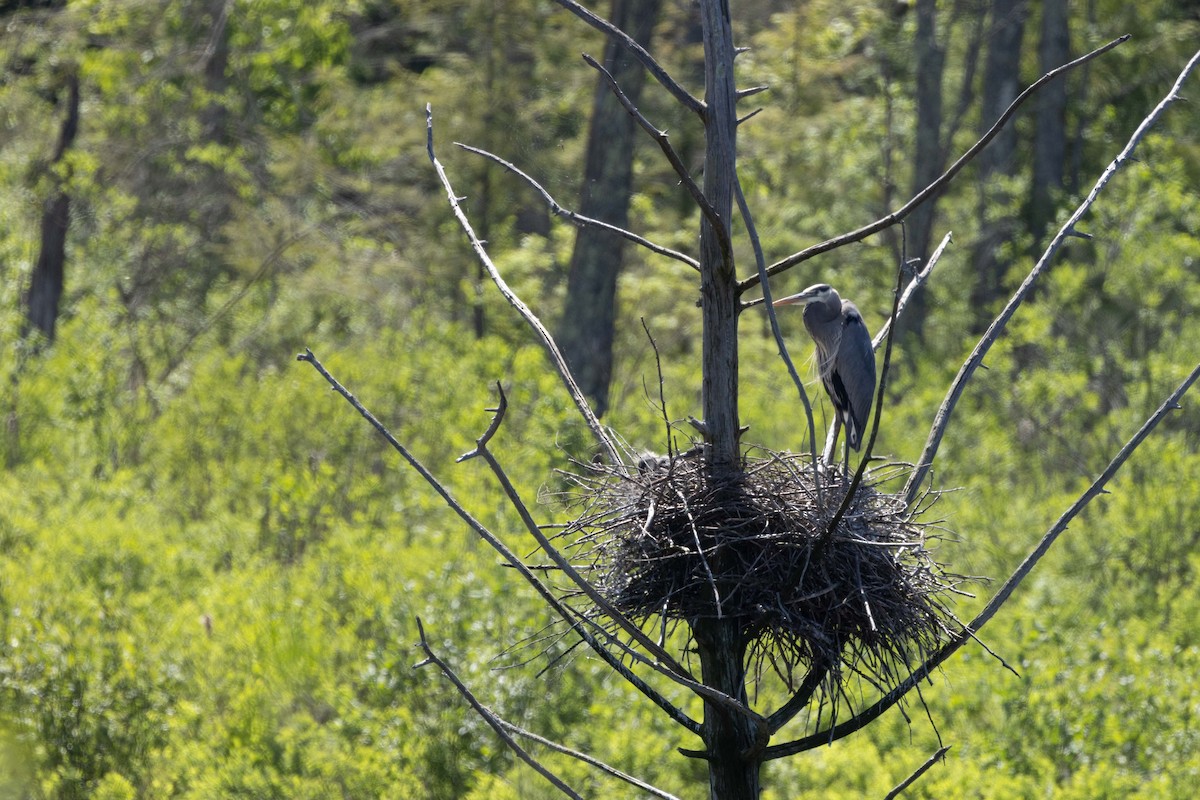 Great Blue Heron - Charles Harris