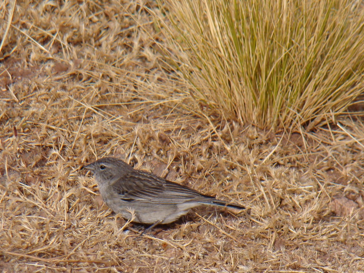 Ash-breasted Sierra Finch - Carlos Crocce