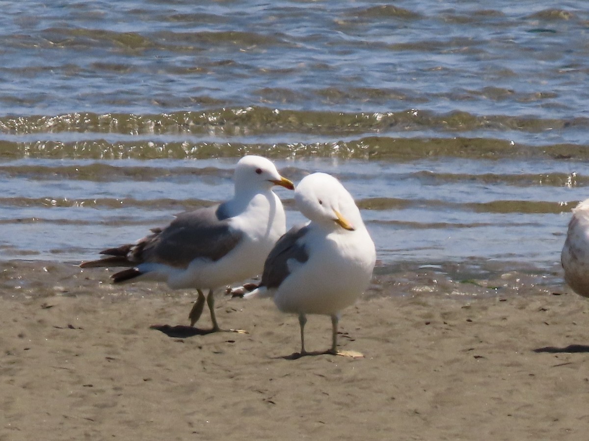 California Gull - Joan Baker