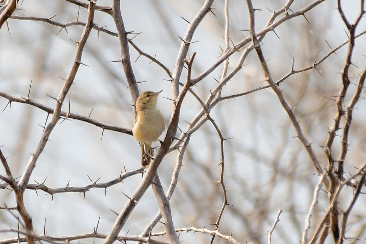 Sykes's Warbler - Sathish Ramamoorthy