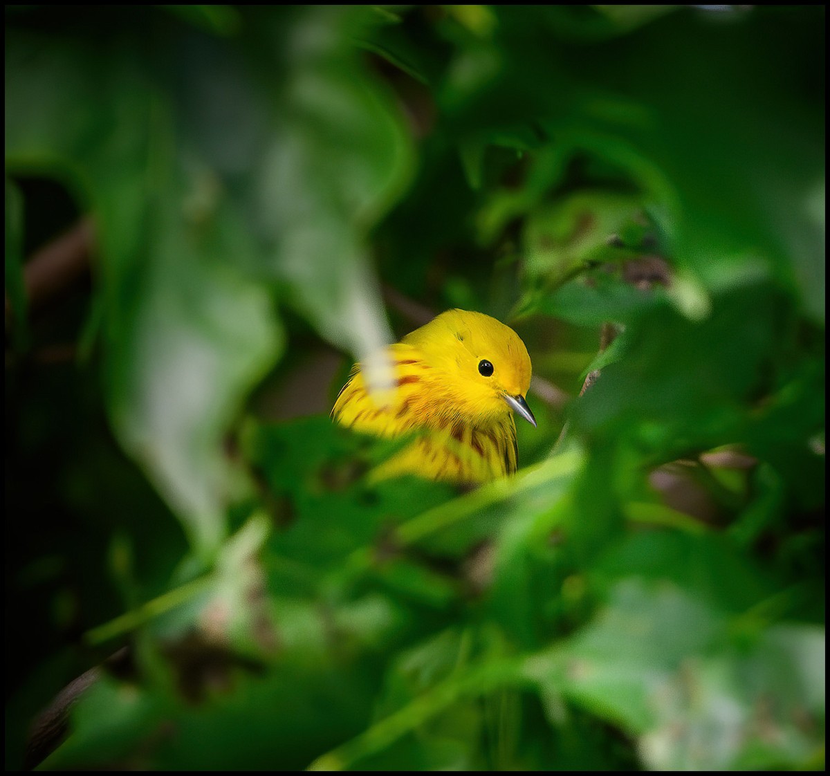 Yellow Warbler - Jim Emery